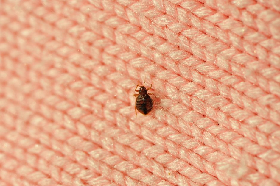 pesticides for bed bugs